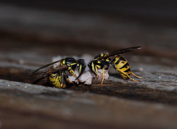 Close-up of insect on wood