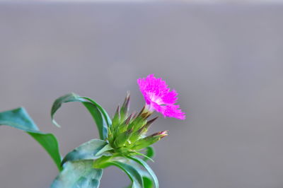 Close-up of pink flower against white background