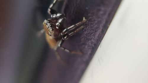 Close-up of spider on wood