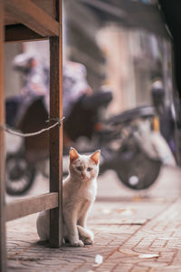 Portrait of cat sitting on floor