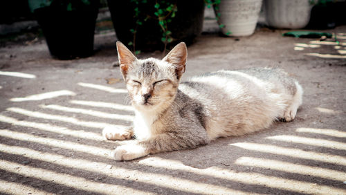Portrait of cat resting
