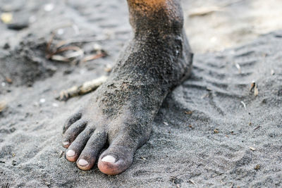 High angle view of animal on beach