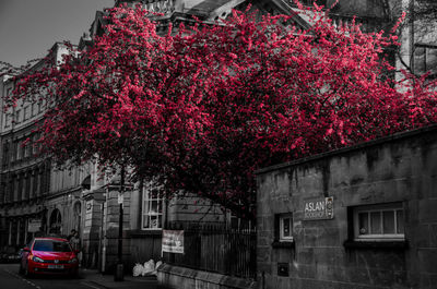 Trees in city