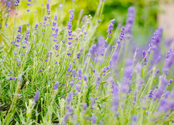 Close-up of purple flowering plants on field