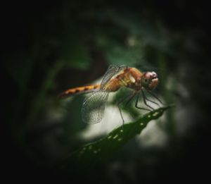 Close-up of insect on flower