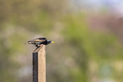 Bird perching on wooden post