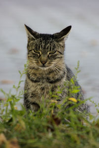 Portrait of a cat on field