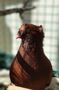 Close-up of a bird