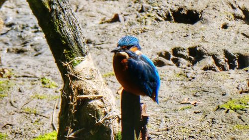 Close-up of bird perching on tree