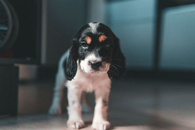 Portrait of puppy