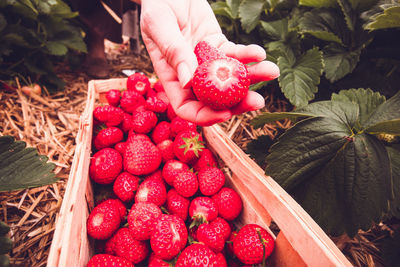 Hand holding strawberries