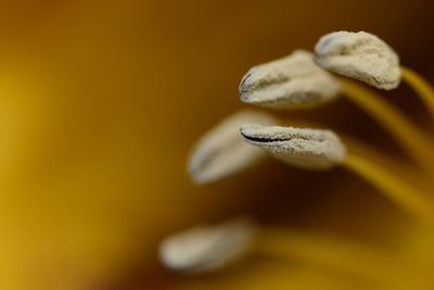 Close-up of white flower against blurred background