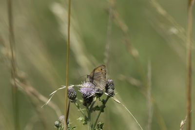 Close-up of butterfly pollinating on flower