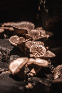 Close-up of mushrooms growing outdoors