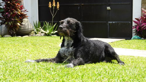 Side view of black dog on grassy field