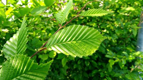 Close-up of green leaves