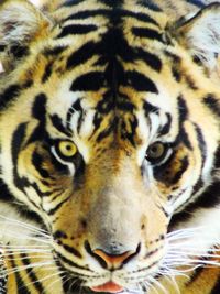 Extreme close up of tiger