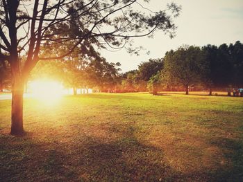 Trees on field against sky during sunset