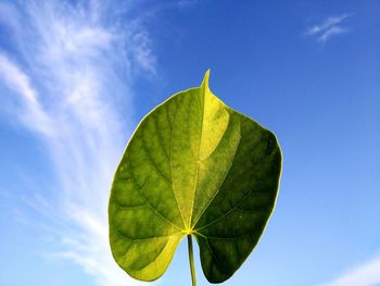 Low angle view of green leaves against blue sky