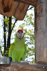 View of parrot perching on tree