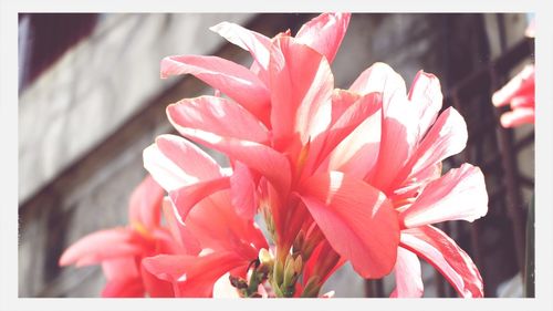 Close-up of red flower blooming outdoors