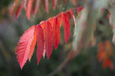 Close-up of red maple leaf on tree