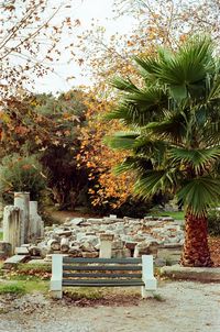 Empty bench by palm tree in park during autumn