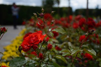 Close-up of red rose on plant