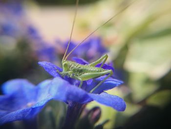 Close-up of blue butterfly on flower