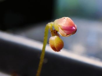 Close-up of fresh green leaf