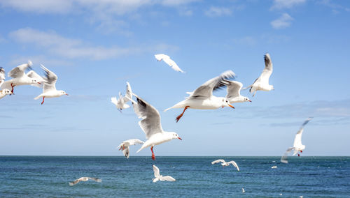 Seagulls flying over sea against sky