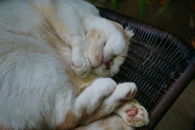 High angle view of cat sleeping