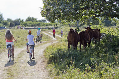 Family cycling, oland, sweden