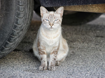 Portrait of a cat