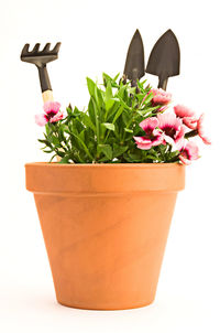 Close-up of potted plant against white background