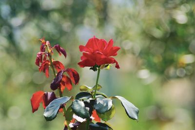 Close-up of red flowering plant