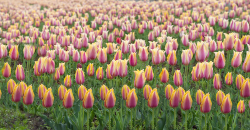 Close-up of pink tulips on field