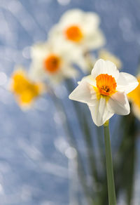 Close-up of white flowering plant