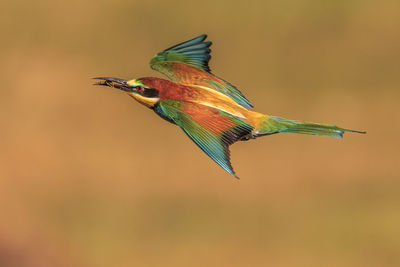 Close-up of bird flying outdoors