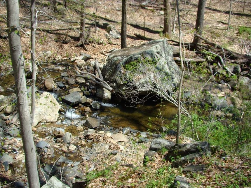 MOSS ON ROCKS IN FOREST