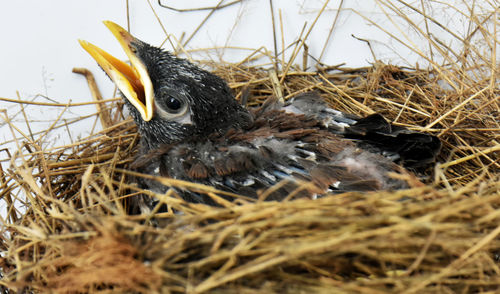 A cute small myna bird in a nest made of grass on a white background.