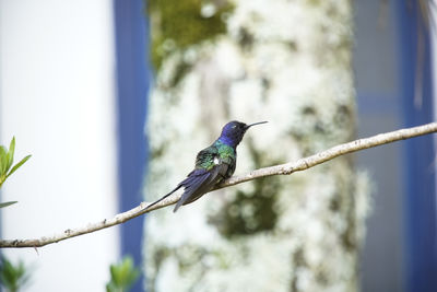 Low angle view of bird perching on branch