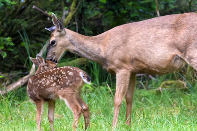 Deer family on field at forest