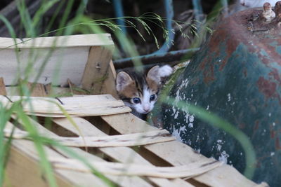 Portrait of cat outdoors
