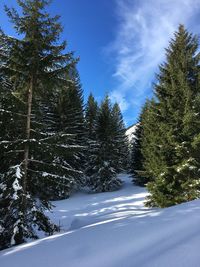 Snow covered pine trees in forest against sky