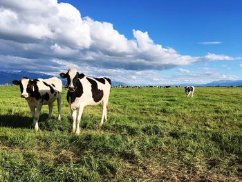 Cows grazing on field against sky