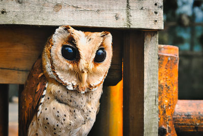 Close-up of barn owl