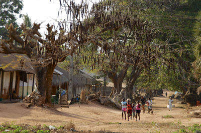 People on palm trees in park