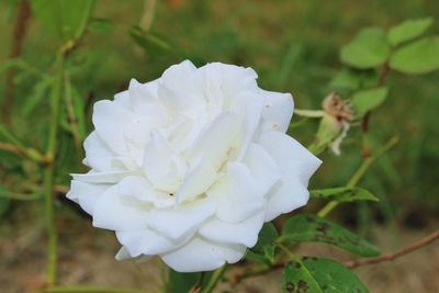 Close-up of white flower blooming outdoors