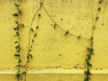 Close-up of ivy on yellow wall